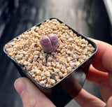Lithops Sato's Violet