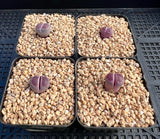 Lithops Sato's Violet
