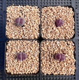 Lithops Sato's Violet