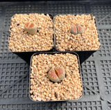 Lithops karasmontana 'Lateritia