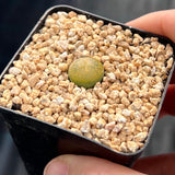 Lithops lesliei 'Albinica'