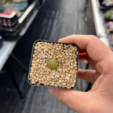 Lithops lesliei 'Albinica'