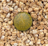 MELBOURNE SYDNEY ADELAIDE QUEENSLAND CANBERRA VICTORIA NSW QUEENSLAND SOUTH AUSTRALIA ACT SUCCULENT 多肉 墨尔本 维多利亚 澳洲 澳大利亚 悉尼 新南威尔士 阿德莱德 南澳 昆士兰 布里斯本 黄金海岸 多肉植物 堪培拉 Lithopslesliei_Albinica 黄绿紫勋