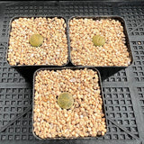 Lithops lesliei 'Albinica'