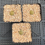 Lithops lesliei 'Albinica'