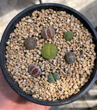 Lithops - Random mix of 7