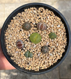 Lithops - Random mix of 7