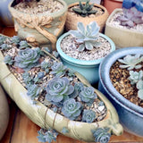 Orostachys boehmeri 'chinese dunce cap'