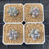 Pachyphytum little sphere S