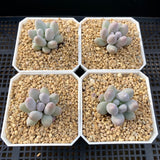 Pachyphytum little sphere S