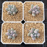 Pachyphytum little sphere S