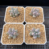 Pachyphytum little sphere S