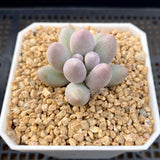 Pachyphytum little sphere S