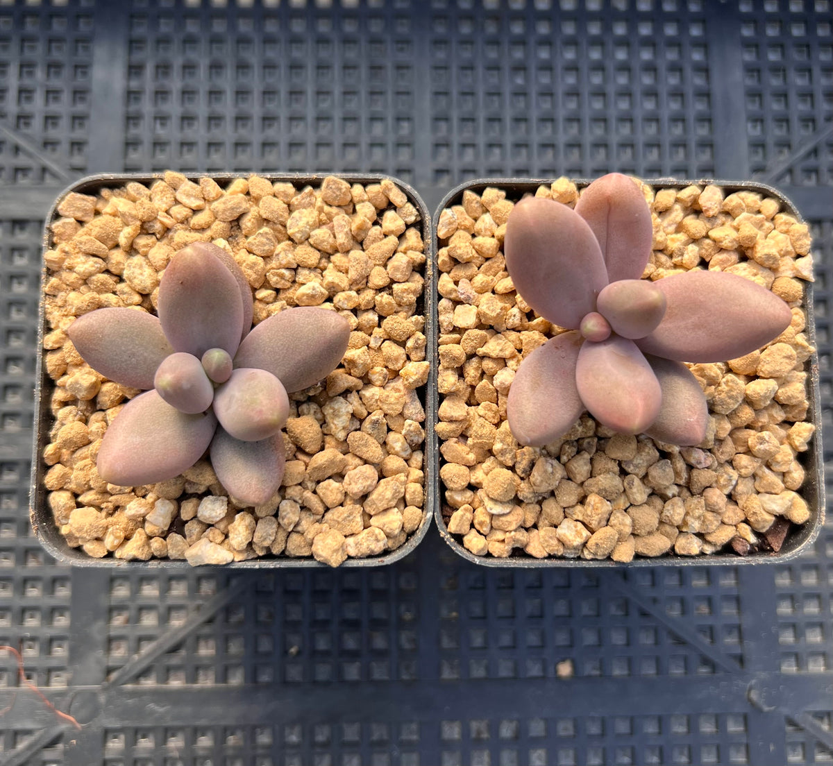 captain jessop succulent Pachyphytum Captain Jessop – RNT SUCCULENTS