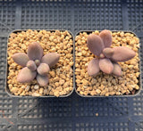Pachyphytum Captain Jessop
