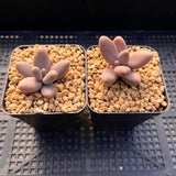 Pachyphytum Captain Jessop
