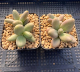 Pachyphytum Captain Jessop