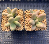Pachyphytum Captain Jessop
