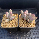 Pachyphytum apple