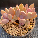 Pachyphytum apple