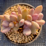 Pachyphytum apple