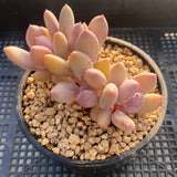 Pachyphytum apple