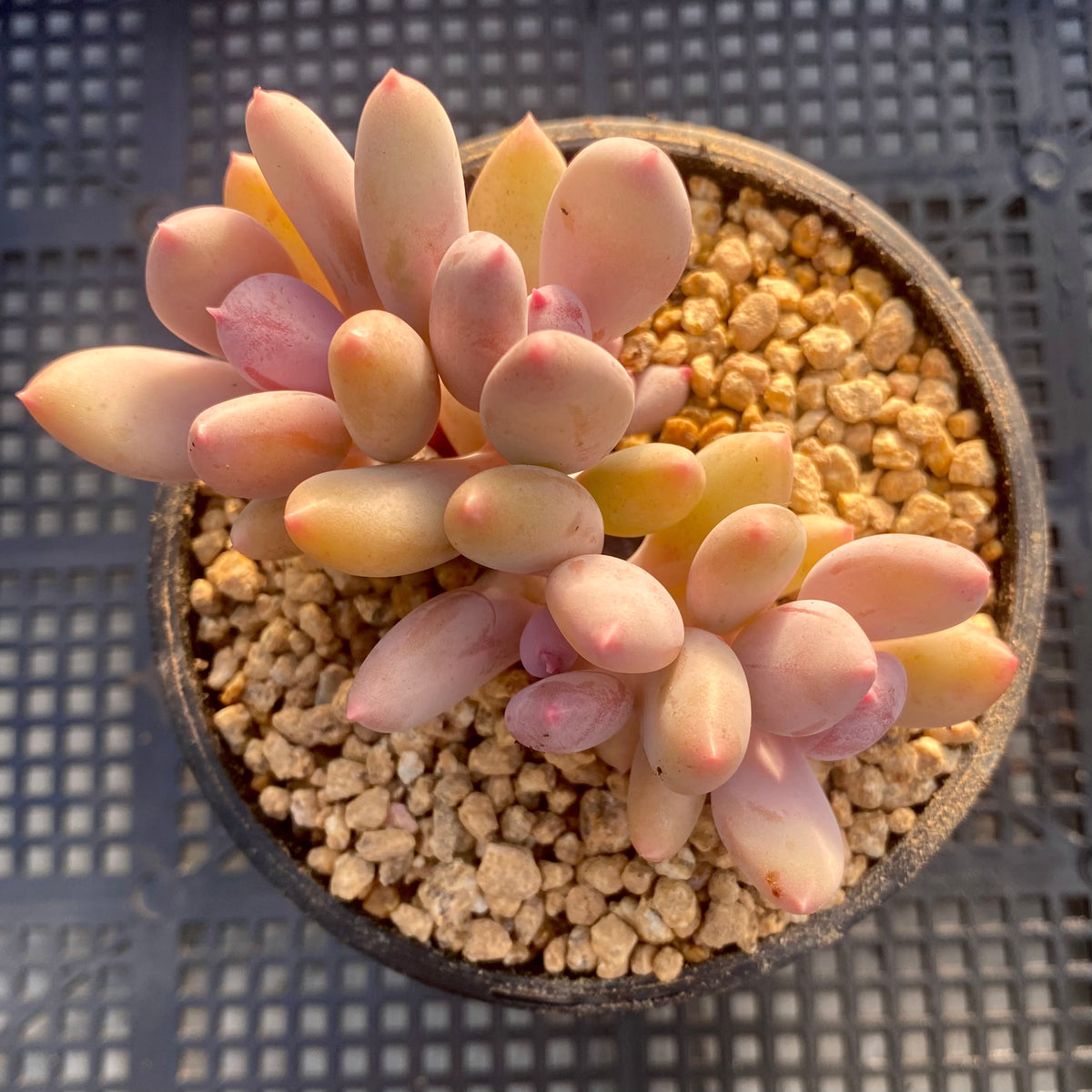 apple beauty succulent Pachyphytum apple – RNT SUCCULENTS
