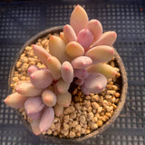 Pachyphytum apple