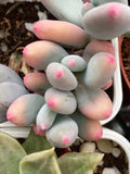 Pachyphytum apple