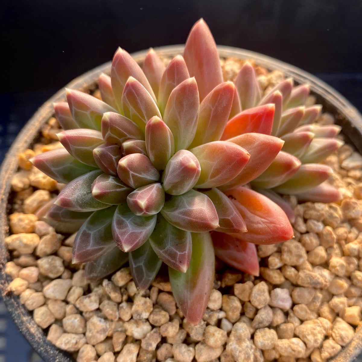 chiseled stone succulent Pachyphytum chiseled stones