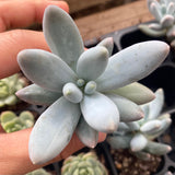 Pachyphytum misty charm