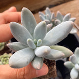 Pachyphytum misty charm