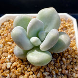 Pachyphytum oviferum hybrid