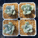 Pachyphytum oviferum hybrid