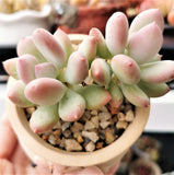 Pachyphytum oviferum mikadukibijin MELBOURNE SYDNEY ADELAIDE QUEENSLAND CANBERRA VICTORIA NSW QUEENSLAND SOUTH AUSTRALIA ACT SUCCULENT 多肉 墨尔本 维多利亚 澳洲 澳大利亚 悉尼 新南威尔士 阿德莱德 南澳 昆士兰 布里斯本 黄金海岸 多肉植物 堪培拉