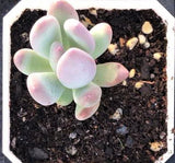 Pachyphytum oviferum mikadukibijin MELBOURNE SYDNEY ADELAIDE QUEENSLAND CANBERRA VICTORIA NSW QUEENSLAND SOUTH AUSTRALIA ACT SUCCULENT 多肉 墨尔本 维多利亚 澳洲 澳大利亚 悉尼 新南威尔士 阿德莱德 南澳 昆士兰 布里斯本 黄金海岸 多肉植物 堪培拉