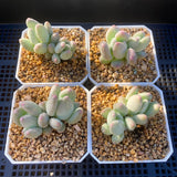Pachyphytum oviferum mikadukibijin