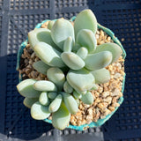 Pachyphytum preview