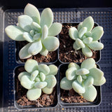 Pachyphytum preview