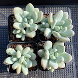 Pachyphytum preview