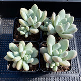 Pachyphytum preview