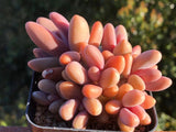 Pachysedum Ganzhou