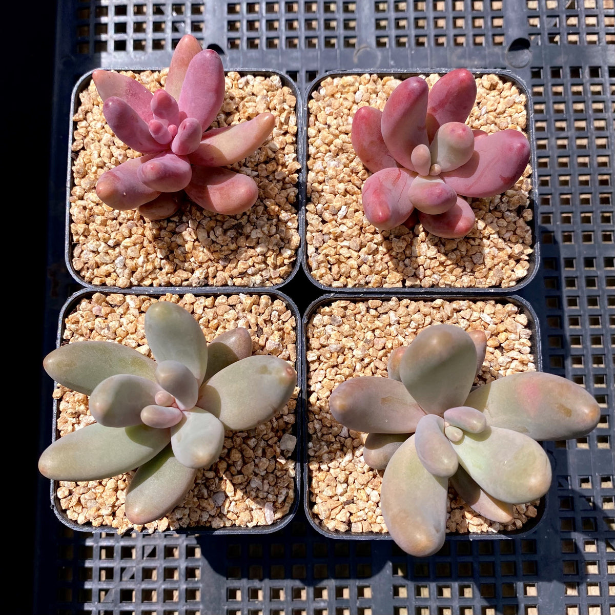 Pachysedum Ganzhou