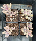 Pachysedum Ganzhou