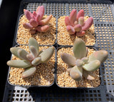 Pachysedum Ganzhou