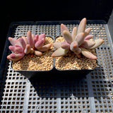 Pachysedum Ganzhou