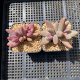 Pachysedum Ganzhou