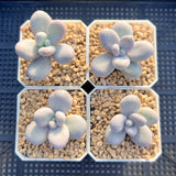Pachyphytum oviferum SMALL