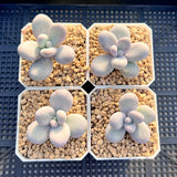 Pachyphytum oviferum SMALL