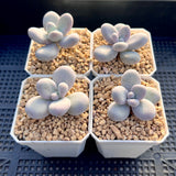 Pachyphytum oviferum SMALL